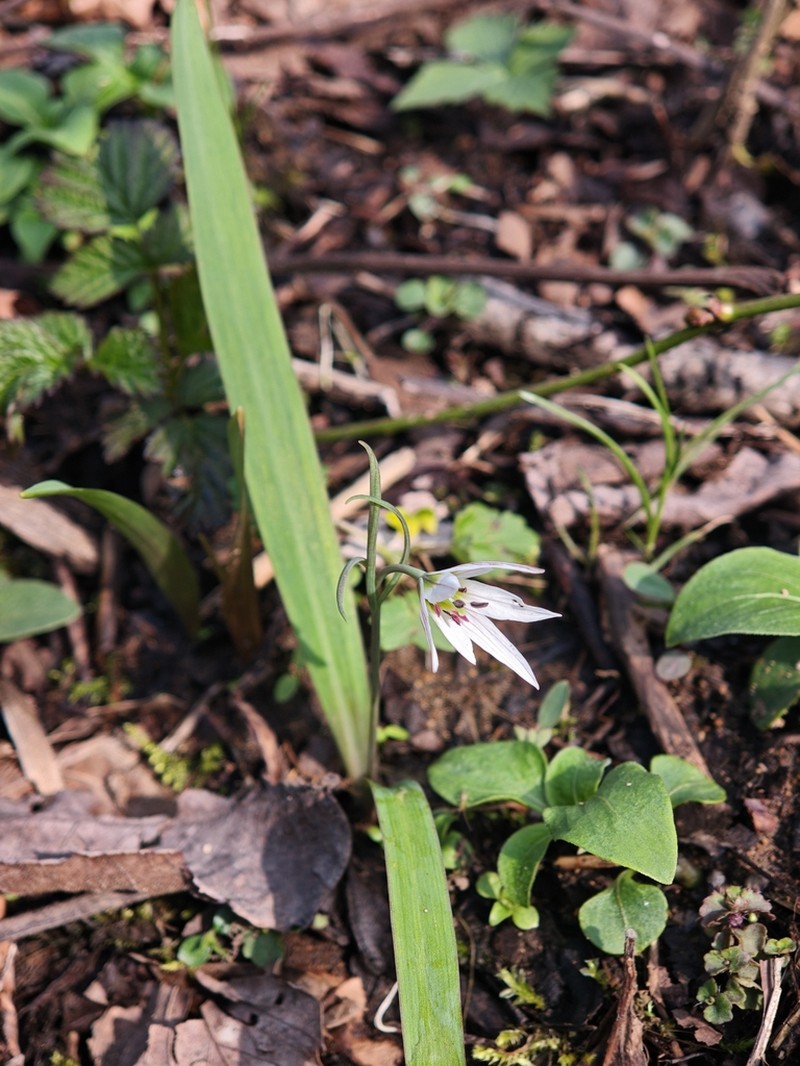 Amana anhuiensis