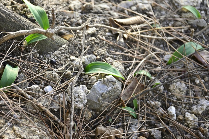 Amana anhuiensis photo 2