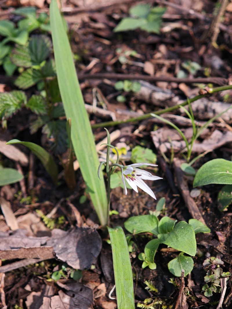 Amana anhuiensis photo 3