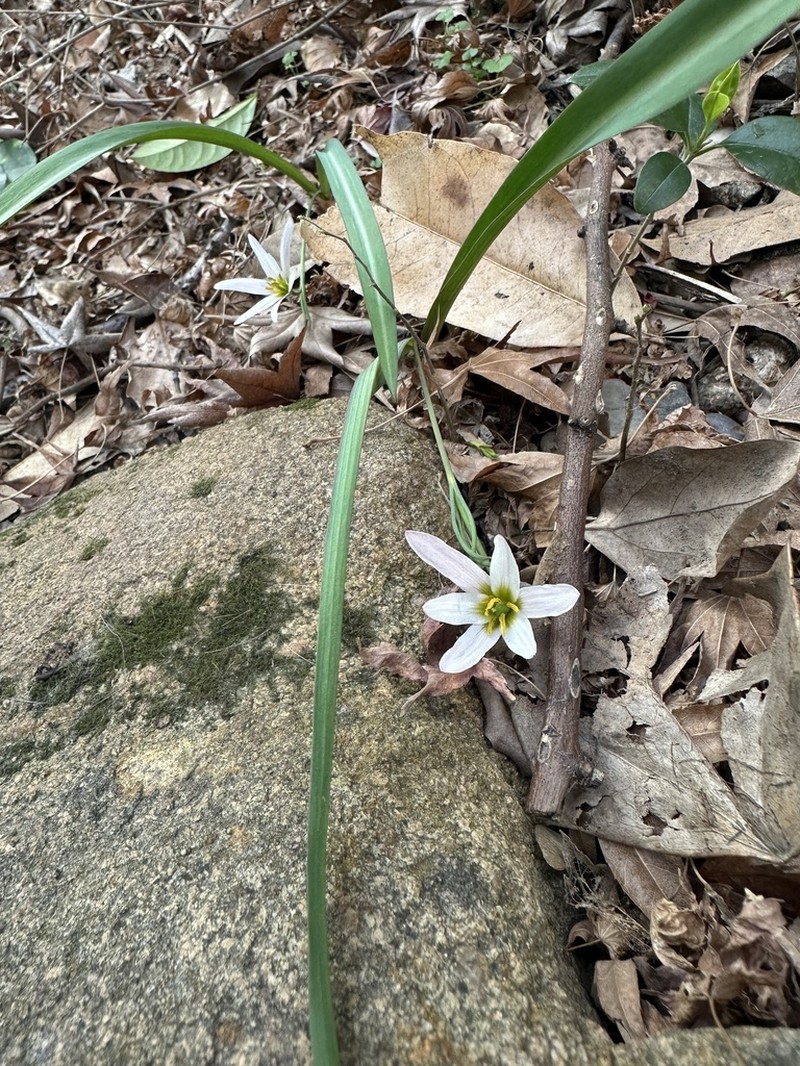 Amana baohuaensis