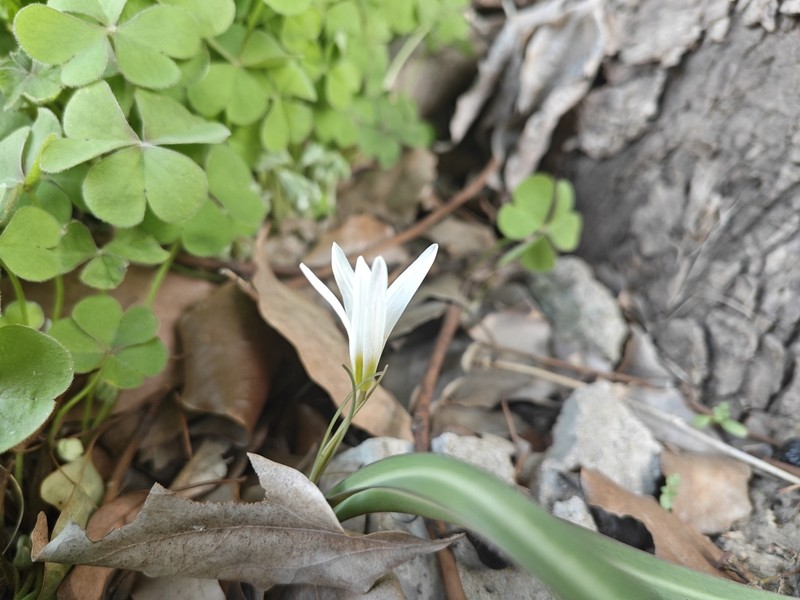 Amana baohuaensis photo 2