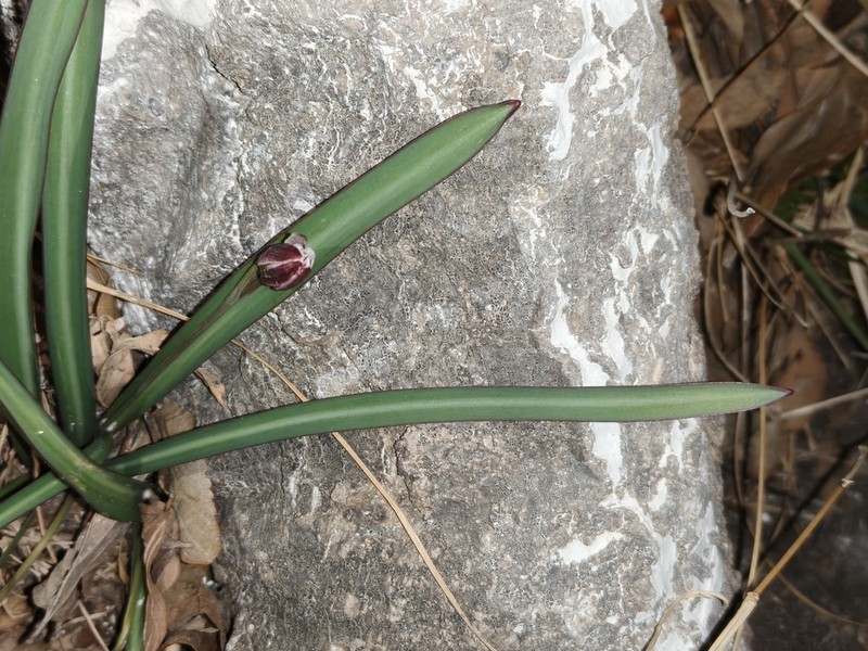 Amana baohuaensis photo 4