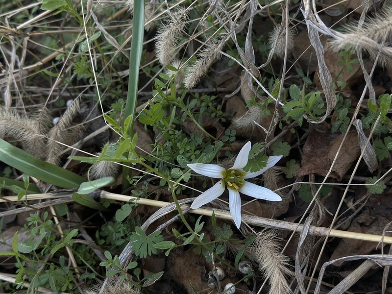 Amana baohuaensis photo 5