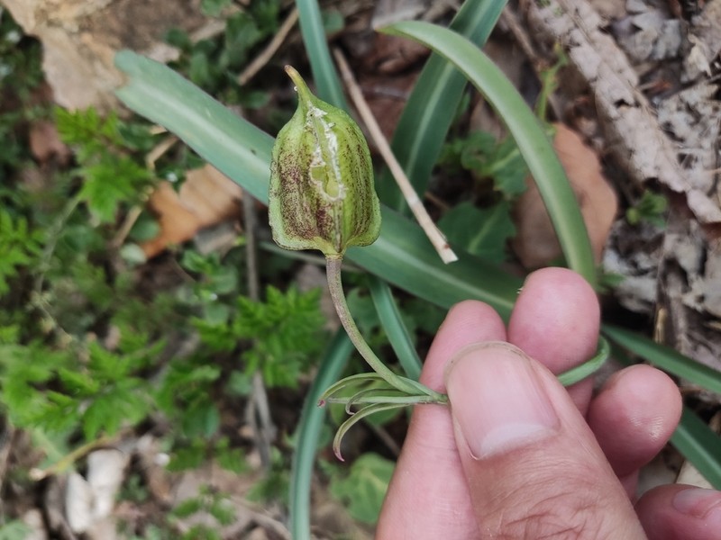 Amana baohuaensis photo 6