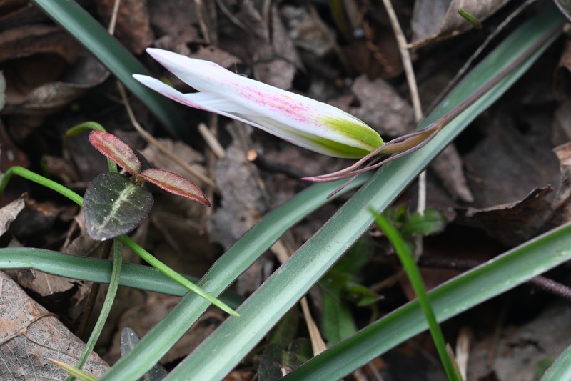 Amana baohuaensis photo 7