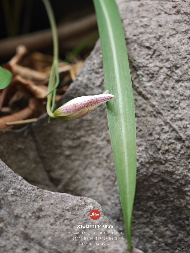 Amana baohuaensis photo 8
