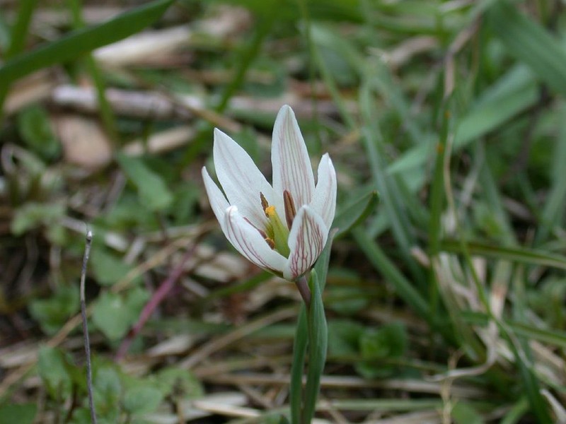 Amana edulis