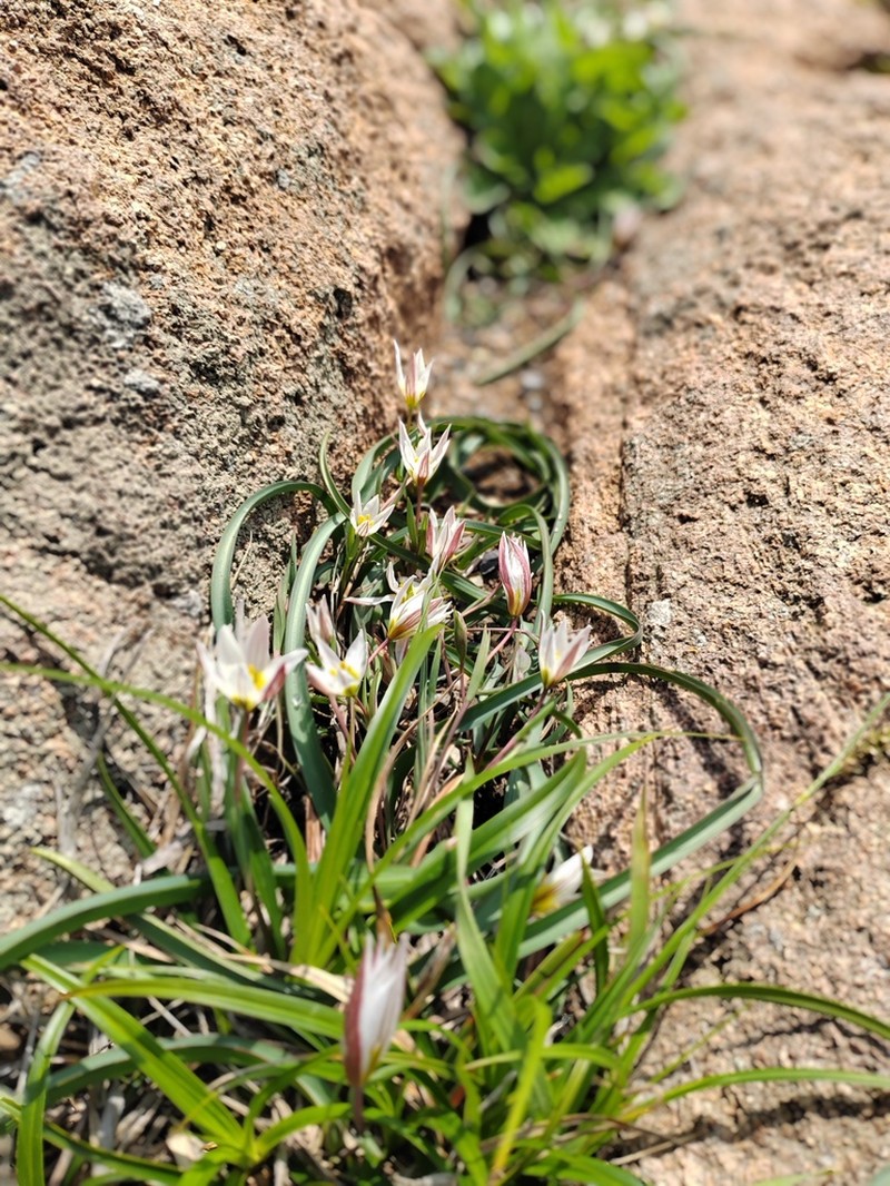 Amana edulis photo 2