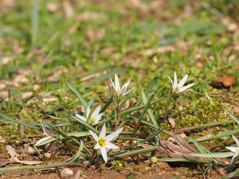 Amana edulis photo 3