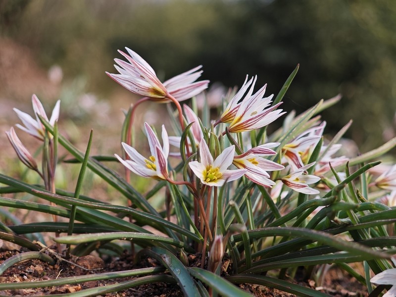 Amana edulis photo 4