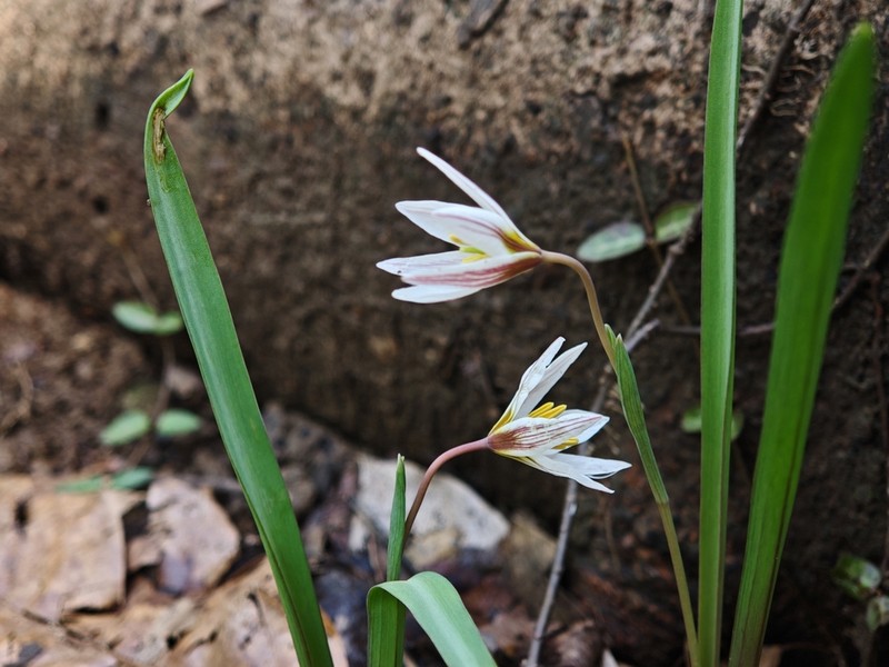 Amana edulis photo 5