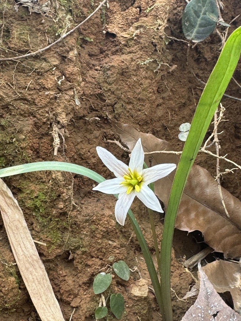 Amana edulis photo 6