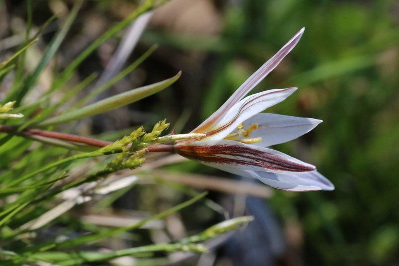 Amana edulis photo 7