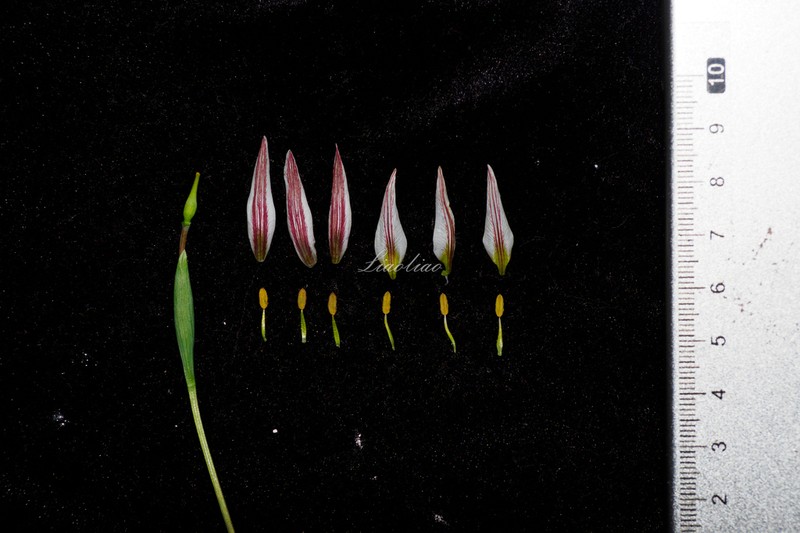 Amana edulis photo 8