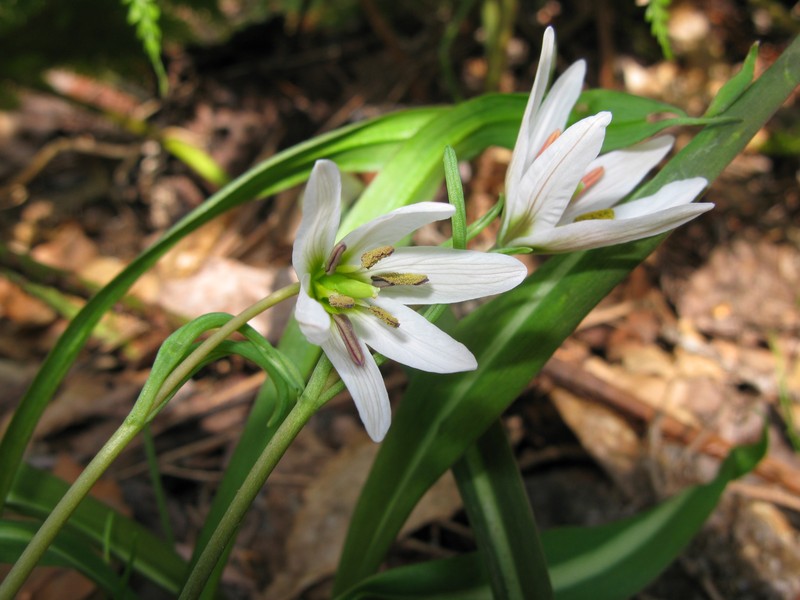 Amana erythronioides