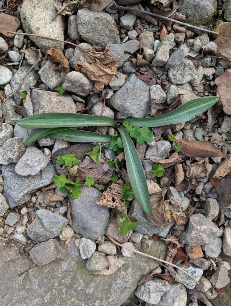 Amana erythronioides photo 3