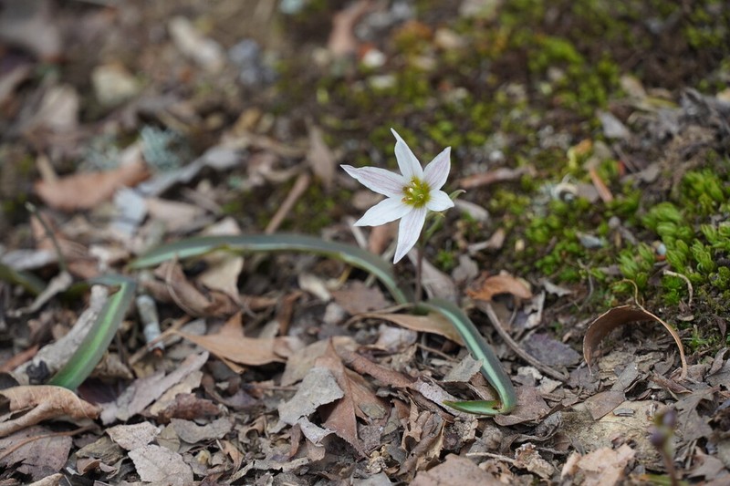 Amana erythronioides photo 4