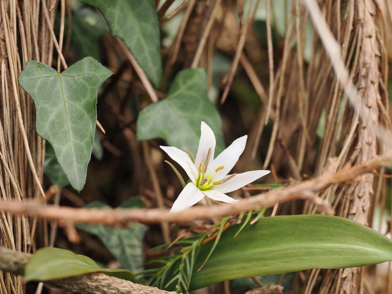 Amana erythronioides photo 5