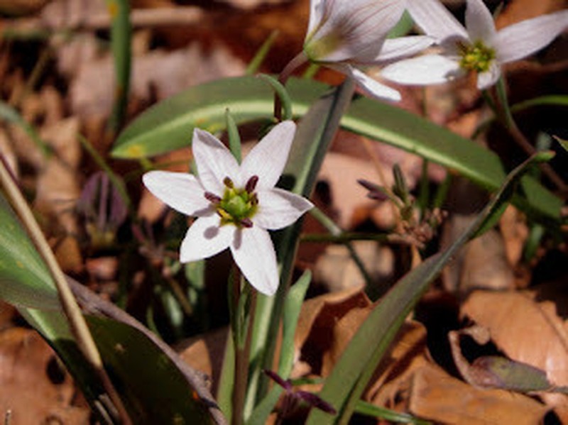 Amana erythronioides photo 6