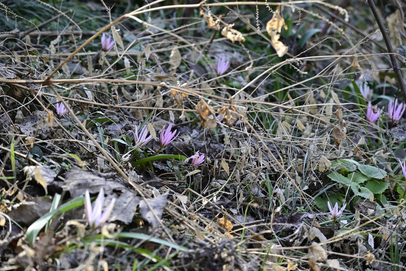 Amana hejiaqingii photo 2