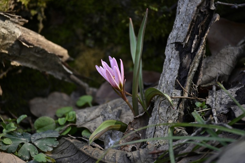 Amana hejiaqingii photo 3
