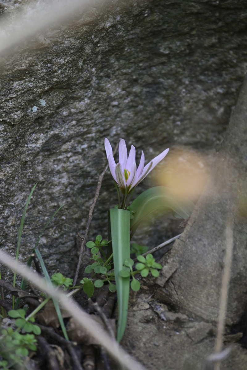 Amana hejiaqingii photo 4