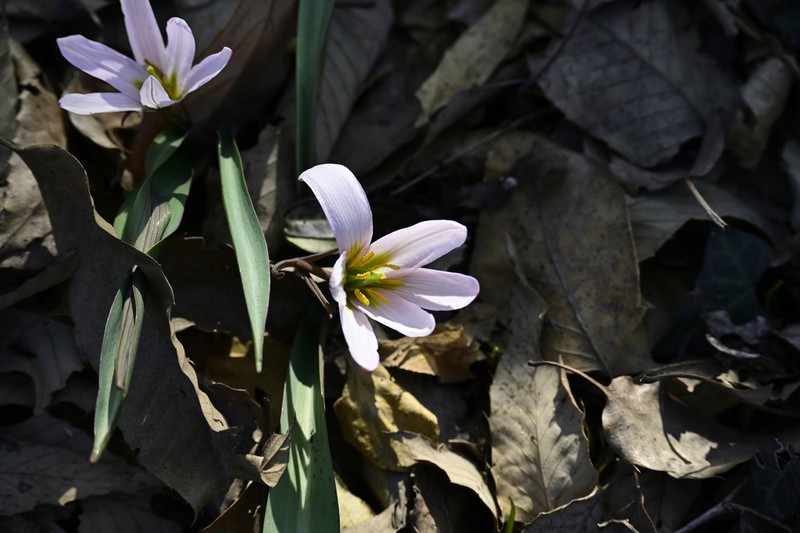Amana hejiaqingii photo 5