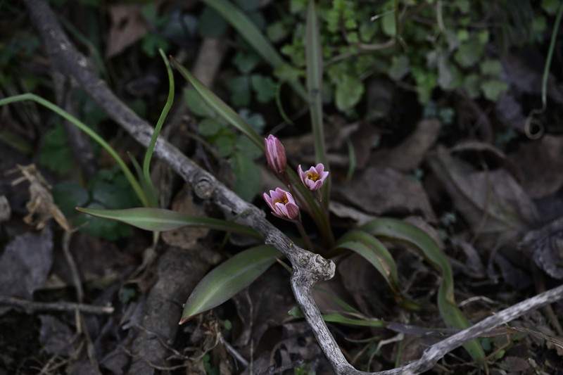 Amana hejiaqingii photo 6