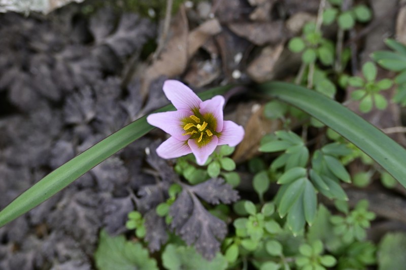 Amana hejiaqingii photo 8