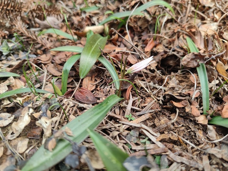 Amana kuocangshanica