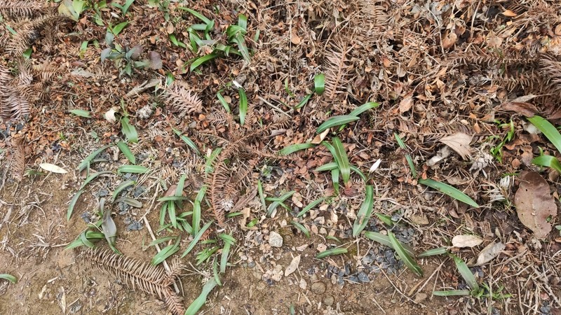 Amana kuocangshanica photo 3
