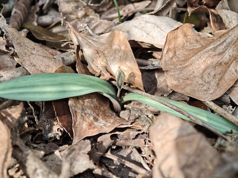 Amana polymorpha photo 2