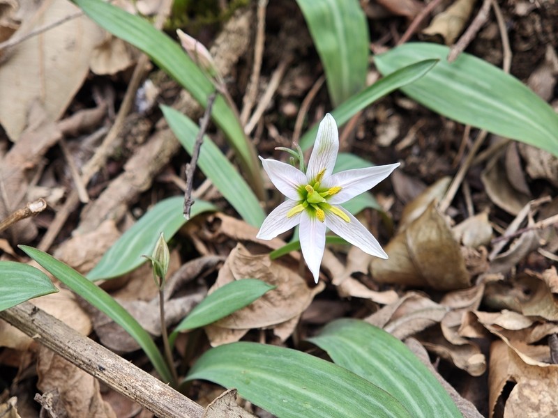 Amana polymorpha photo 3