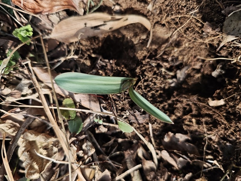 Amana polymorpha photo 4
