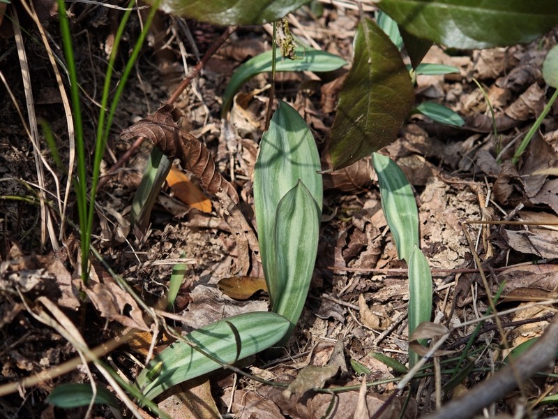 Amana polymorpha photo 5