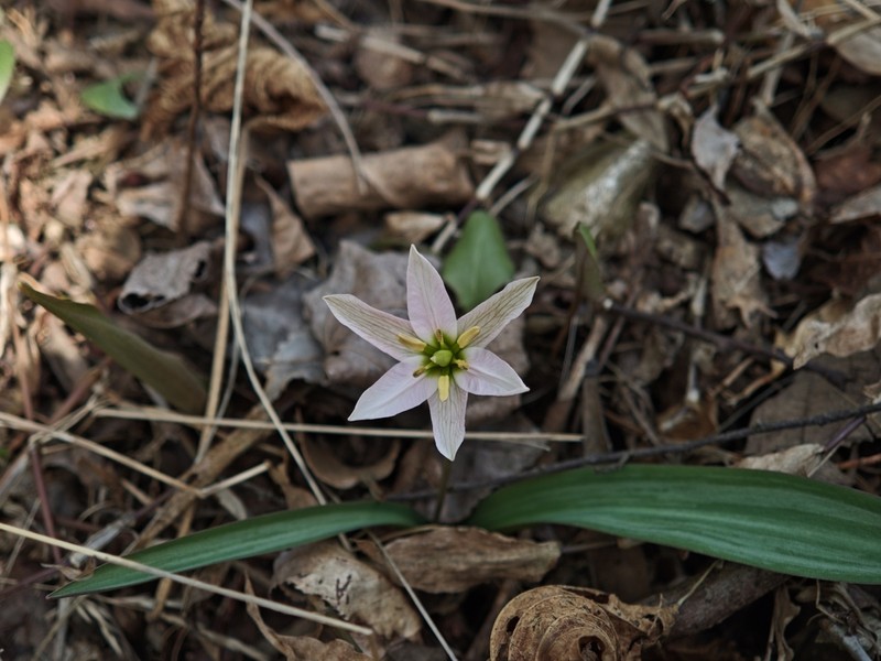 Amana polymorpha photo 6