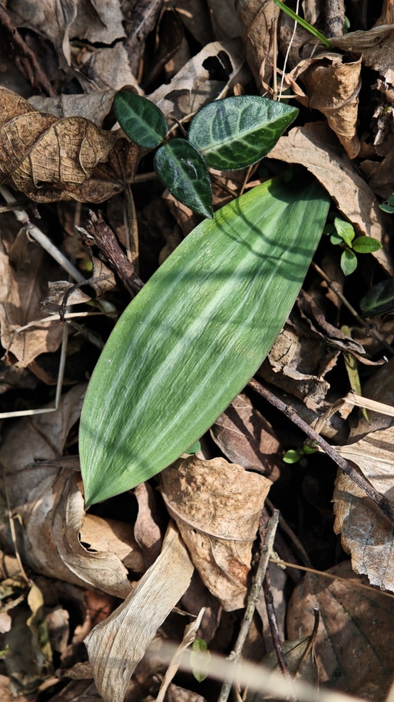 Amana polymorpha photo 7