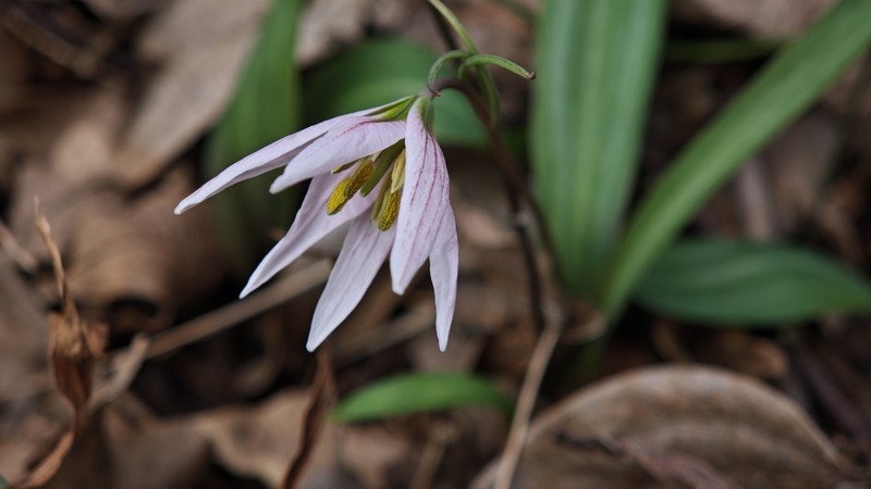Amana polymorpha photo 8