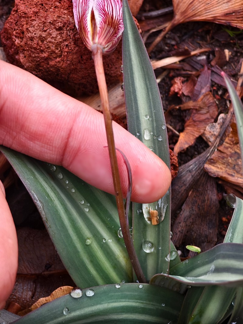 Amana wanyuensis
