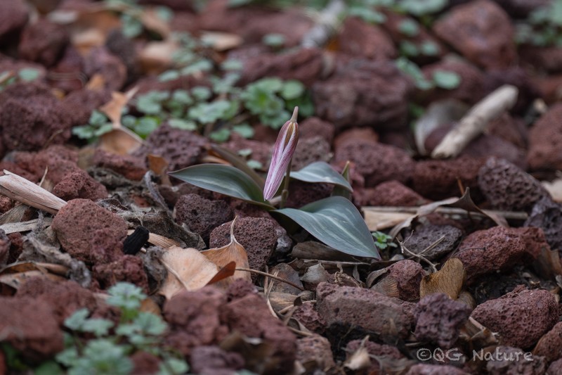 Amana wanyuensis photo 2