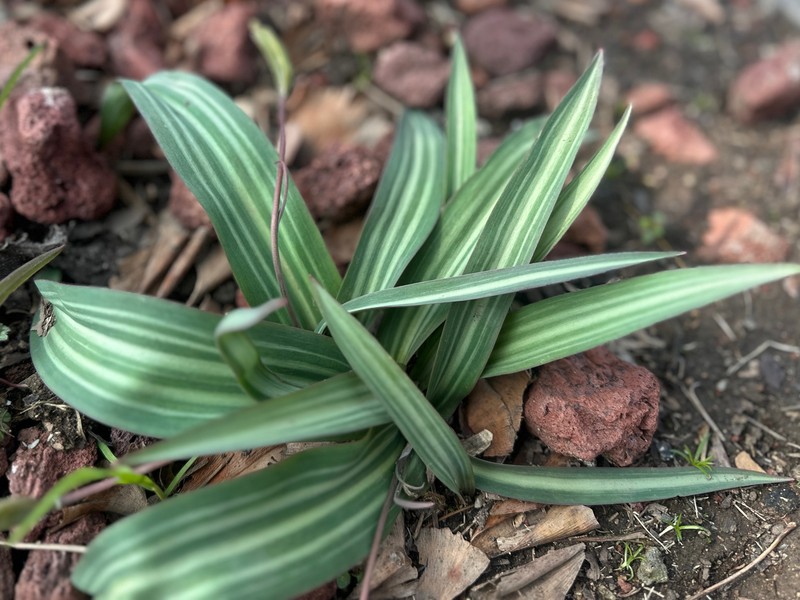 Amana wanyuensis photo 3