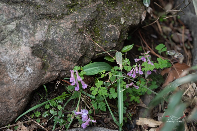 Amana wanyuensis photo 6