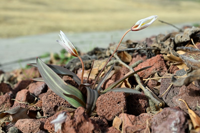 Amana wanzhensis photo 3