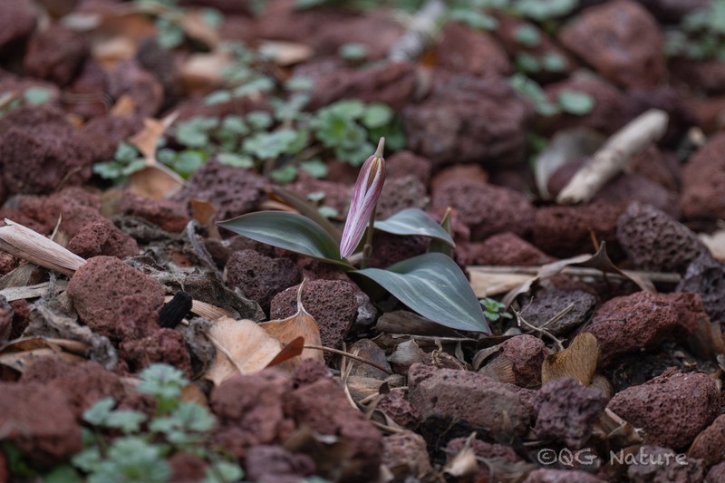 Amana wanzhensis photo 4