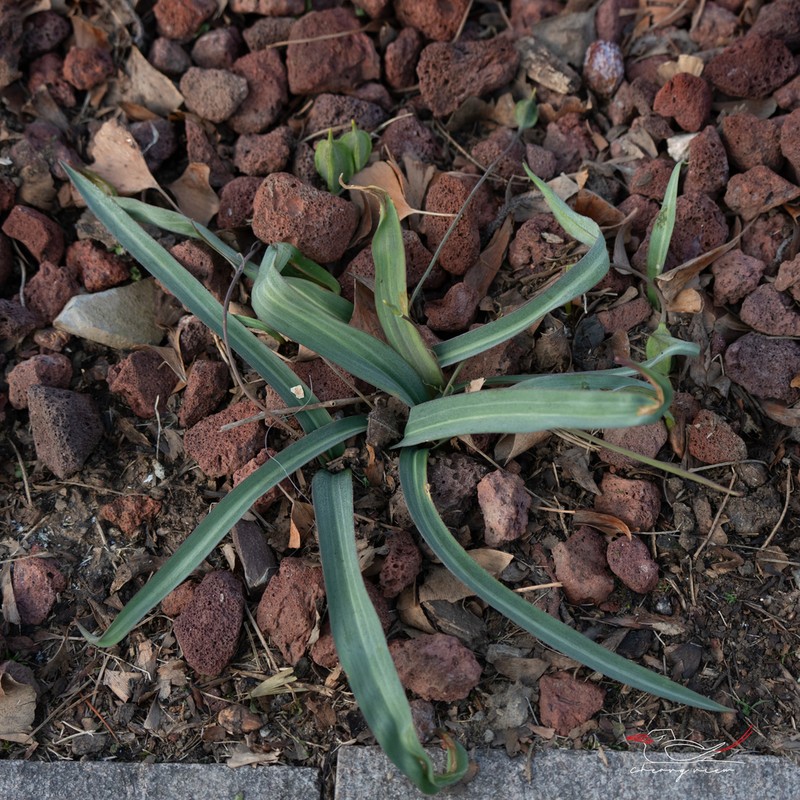 Amana wanzhensis photo 6