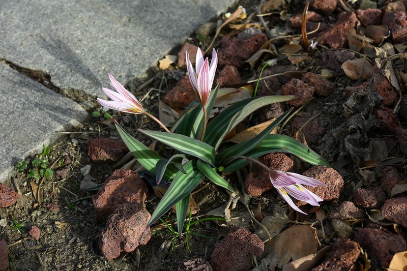 Amana wanzhensis photo 8