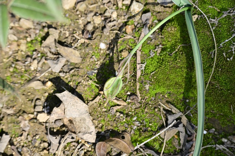 Amana yunmengensis photo 5