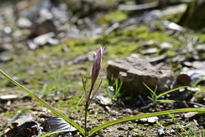 Amana yunmengensis photo 7