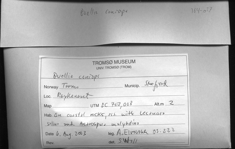 Amandinea coniops