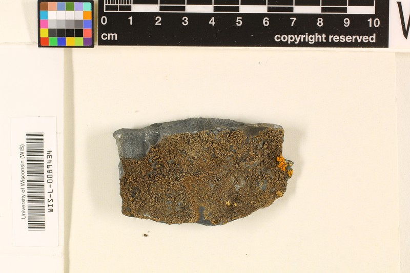 Amandinea coniops photo 2